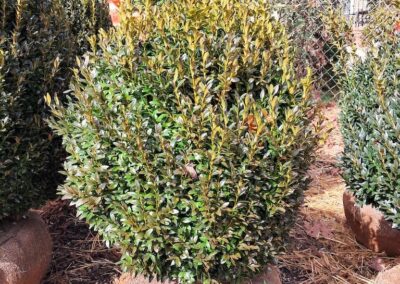 24 American Boxwood For Sale Nashville TN