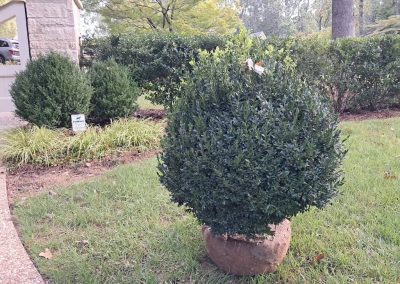 30 American Boxwood For Sale Washington DC Buxus Sempervirens 1