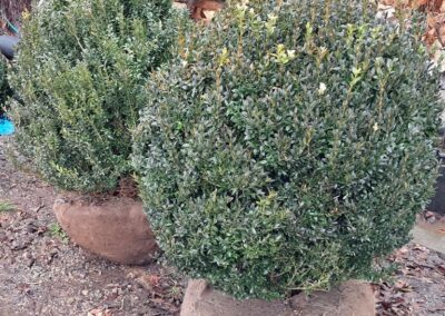 42 American Boxwood For Sale Nashville TN (2)