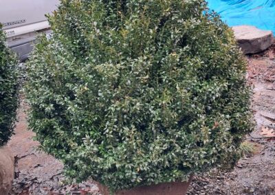 42 American Boxwood For Sale Nashville TN