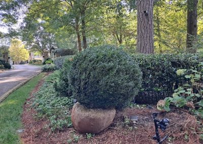 42x American Boxwood For Sale Washington DC Buxus Sempervirens