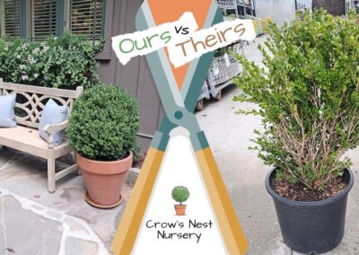 American Boxwoods For Sale Ours Vs Theirs 75
