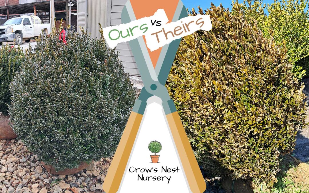 American boxwoods for sale Texas | boxwood trees are the best