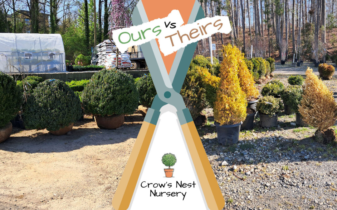 Big American boxwoods for sale South Carolina | Big boxwoods are amazing