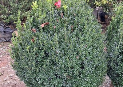 Big Boxwoods For Sale Greenville, SC