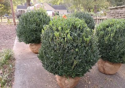 Big Boxwoods For Sale Lexington KY Buxus Sempervirens 10' 30