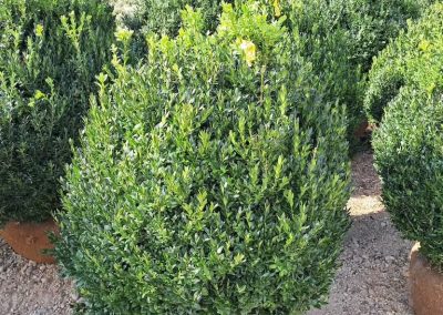 Big Boxwoods For Sale Lexington KY Buxus Sempervirens 11' 30