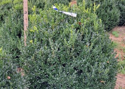 Big Boxwoods For Sale Washington DC Buxus Sempervirens 4