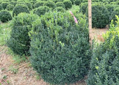 Big Boxwoods For Sale Washington DC Buxus Sempervirens 5