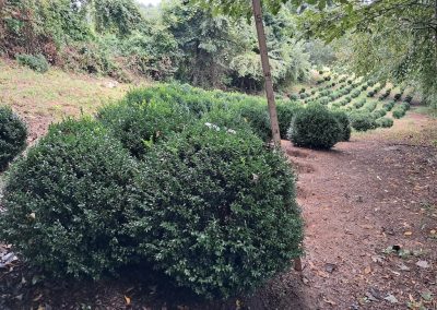 Big Boxwoods For Sale Washington DC Buxus Sempervirens 6