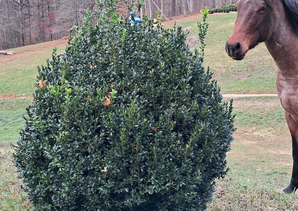 Big Boxwoods for sale near Atlanta Georgia | number 1 buxus sempervirons