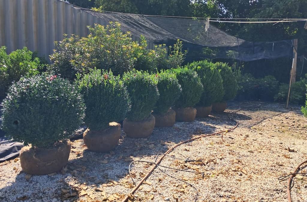 Big boxwoods for sale Richmond Virginia | by your American Boxwoods from Crow’s Nest Nursery