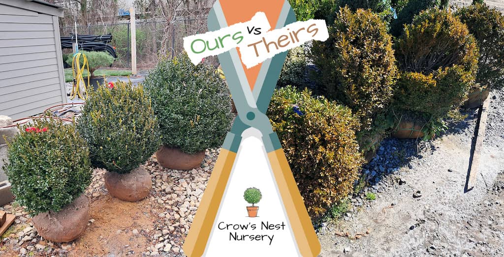 Big boxwoods for sale near Boston Massachusetts | buxus for sale