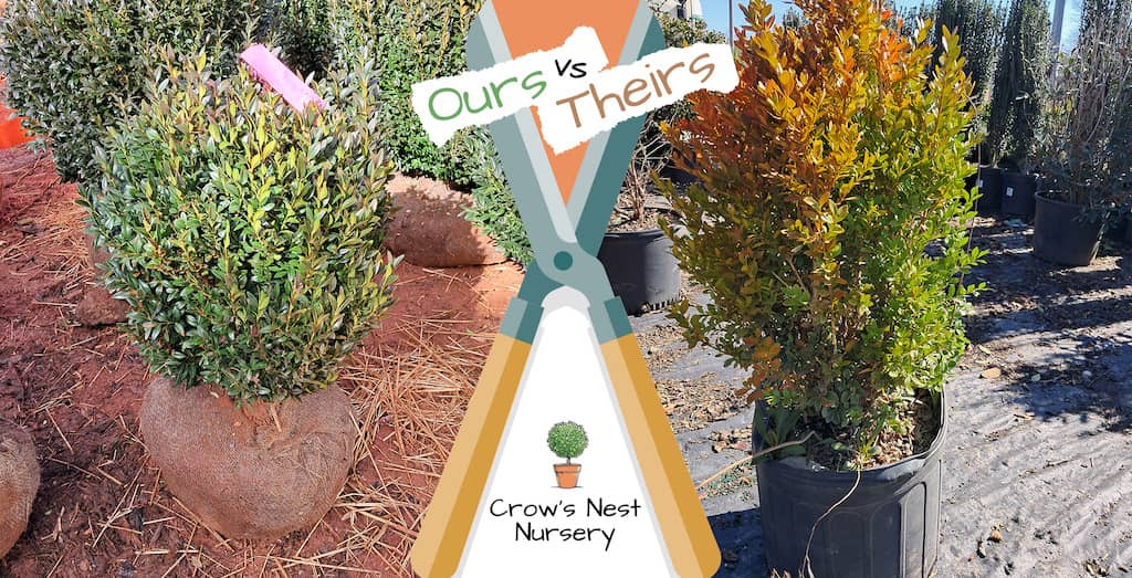 Big boxwoods for sale near Connecticut | your boxwood supplier