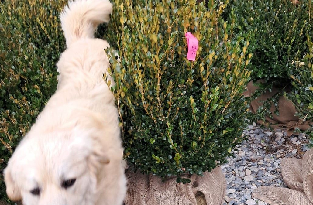 Big boxwoods for sale near New York City New York | number one sempervirons