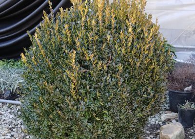 Boxwood Growers North Carolina 12