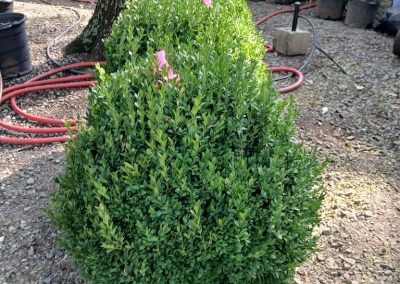 Boxwood Growers North Carolina 24 Boxwoods 6.11.26
