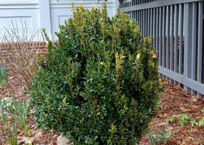 Boxwood Growers North Carolina 24x 1