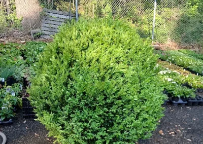 Boxwood Growers North Carolina 30 American Boxwood 5 11 26 01
