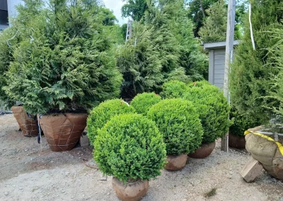 Boxwood Growers North Carolina 30 American Boxwood 5 11 26 02