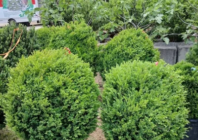 Boxwood Growers North Carolina 30 American Boxwood 5 11 26 03
