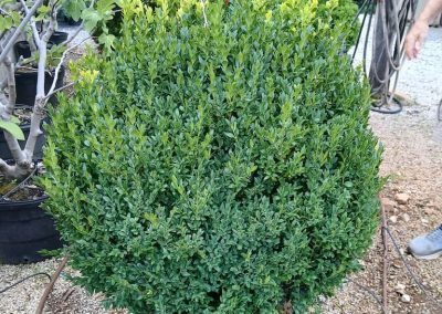 Boxwood Growers North Carolina 30 Boxwoods 6.11.26