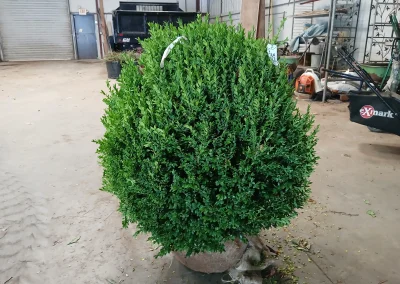 Boxwood Growers North Carolina 30 In 6 8 26 00