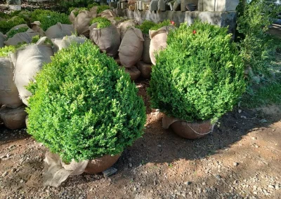 Boxwood Growers North Carolina 36 American Boxwood 5 11 26 01