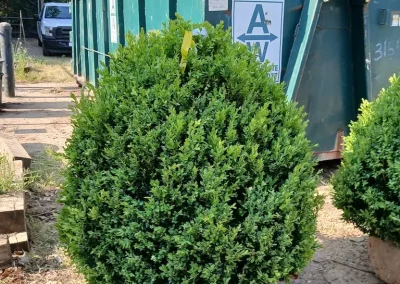 Boxwood Growers North Carolina 36 American Boxwood 5 11 26 02