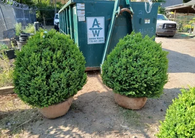 Boxwood Growers North Carolina 36 American Boxwood 5 11 26 03