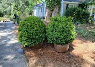Boxwood Growers North Carolina 36 American Boxwood 5 11 26 04