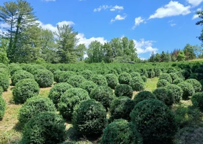 Boxwood Growers North Carolina 36 Boxwoods 6.11.26 1