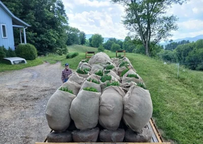 Boxwood Growers North Carolina 36 Boxwoods 6.11.26 4