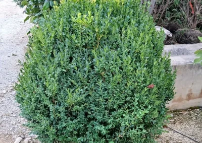Boxwood Growers North Carolina 36 Boxwoods 6.11.26 6