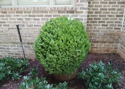 Boxwood Growers North Carolina 36 In 6 8 26 00