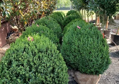 Boxwood Growers North Carolina 36 Boxwoods 6.22.26 1