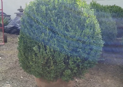 Boxwood Growers North Carolina 36 Boxwoods 6.22.26 2