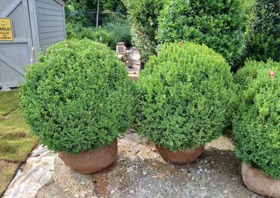 Boxwood Growers North Carolina 42 In 6 8 26 001