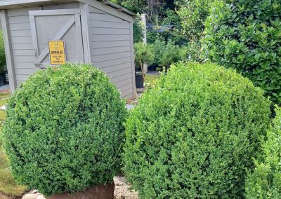 Boxwood Growers North Carolina 42 In 6 8 26 002