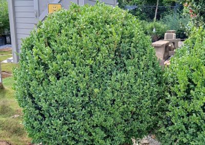 Boxwood Growers North Carolina 42 In 6 8 26 003