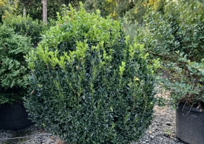 Boxwoods For Sale Knoxville Tn 24” American Boxwood 9 9 26 1