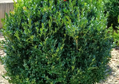Boxwoods For Sale Knoxville TN 24 American Boxwood 7 25 26 001