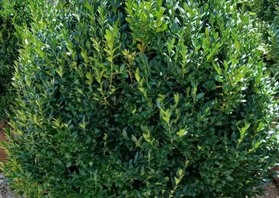 Boxwoods For Sale Knoxville TN 24 American Boxwood 7 25 26 002