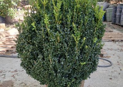 Boxwoods For Sale Knoxville Tn 30 In Boxwoods 10 14 26