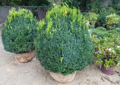 Boxwoods For Sale Knoxville Tn 36” American Boxwood 9 9 26 1