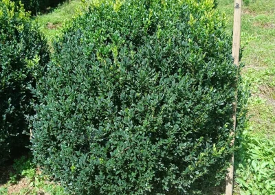 Boxwoods For Sale Knoxville Tn 36” American Boxwood 9 9 26 2