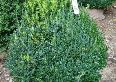 Boxwoods For Sale Knoxville TN 8 4 26 007
