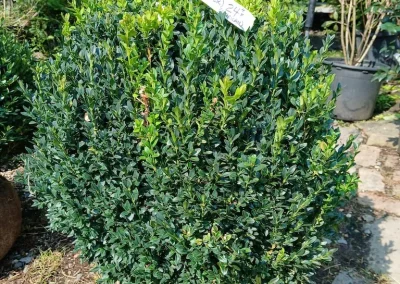 Boxwoods For Sale Knoxville TN 8 4 26 008