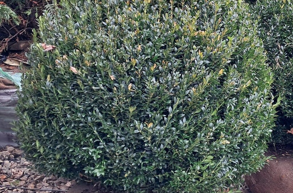 Boxwoods For Sale Nashville TN | perfect for landscaping.