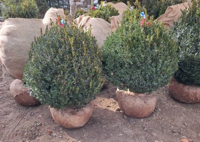 Boxwoods For Sale Nashville, TN Buxus Sempervirens For Sale 5